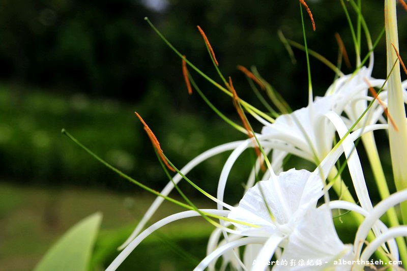 【蜘蛛百合】桃園龜山．桃園長庚（美麗的螫蟹花&#038;鳳凰花爭奇鬥豔） @愛伯特