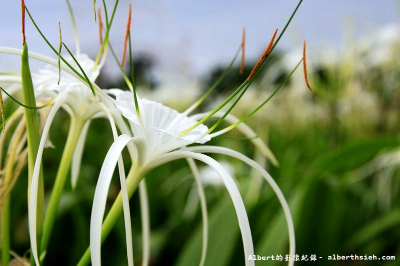 【蜘蛛百合】桃園龜山．桃園長庚（美麗的螫蟹花&#038;鳳凰花爭奇鬥豔） @愛伯特