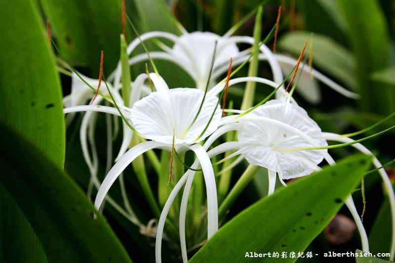 【蜘蛛百合】桃園龜山．桃園長庚（美麗的螫蟹花&#038;鳳凰花爭奇鬥豔） @愛伯特