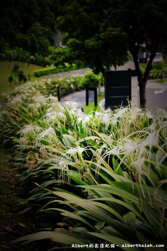 【蜘蛛百合】桃園龜山．桃園長庚（美麗的螫蟹花&#038;鳳凰花爭奇鬥豔） @愛伯特