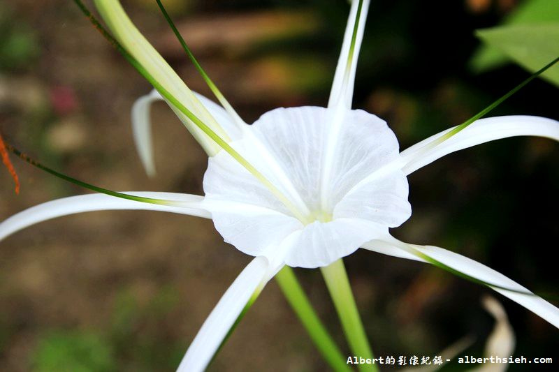 【蜘蛛百合】桃園龜山．桃園長庚（美麗的螫蟹花&#038;鳳凰花爭奇鬥豔） @愛伯特