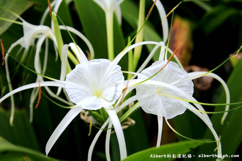 【蜘蛛百合】桃園龜山．桃園長庚（美麗的螫蟹花&#038;鳳凰花爭奇鬥豔） @愛伯特