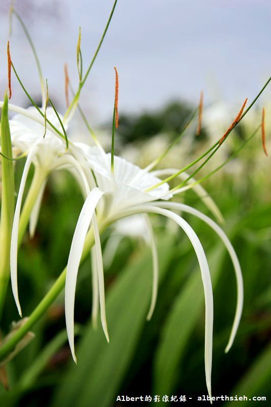 【蜘蛛百合】桃園龜山．桃園長庚（美麗的螫蟹花&#038;鳳凰花爭奇鬥豔） @愛伯特