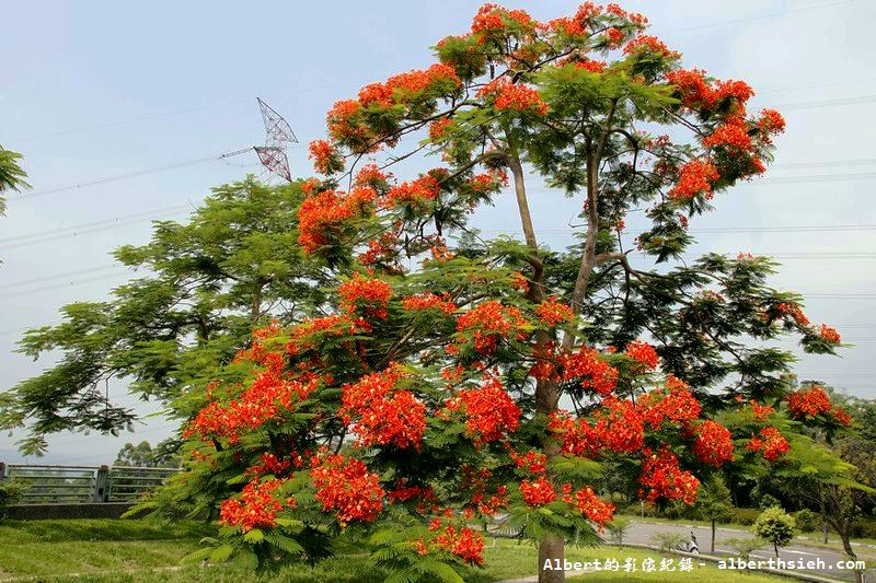 【蜘蛛百合】桃園龜山．桃園長庚（美麗的螫蟹花&#038;鳳凰花爭奇鬥豔） @愛伯特