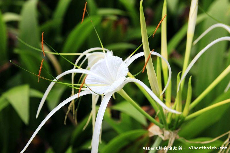 【蜘蛛百合】桃園龜山．桃園長庚（美麗的螫蟹花&#038;鳳凰花爭奇鬥豔） @愛伯特