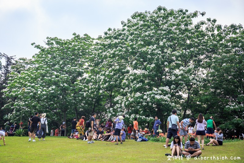 甘家堡桐花森林．桃園龍潭油桐花（池潭草坪老樹可以近距離欣賞五月雪） @愛伯特