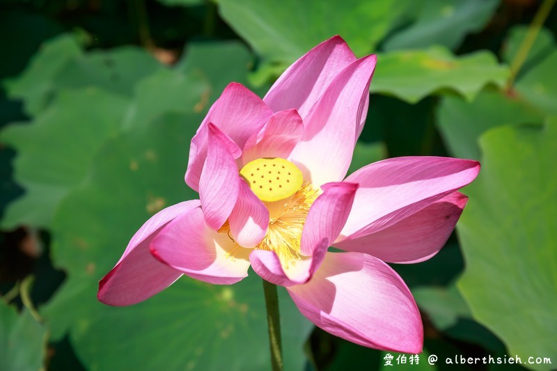 2018桃園觀音蓮花季一日遊（白沙岬燈塔/主展場賞蓮花/蓮荷園/大田蓮花農場/向陽農場/表演活動/交通資訊） @愛伯特