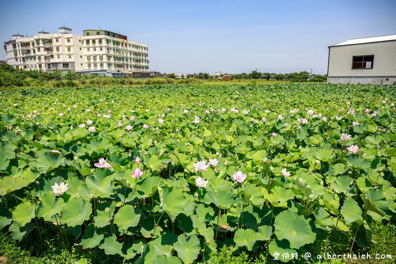 2018桃園觀音蓮花季一日遊（白沙岬燈塔/主展場賞蓮花/蓮荷園/大田蓮花農場/向陽農場/表演活動/交通資訊） @愛伯特