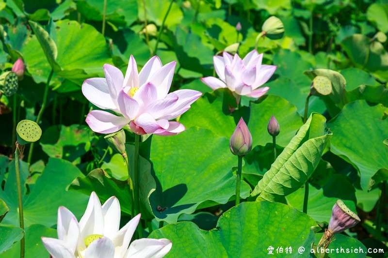 2018桃園觀音蓮花季一日遊（白沙岬燈塔/主展場賞蓮花/蓮荷園/大田蓮花農場/向陽農場/表演活動/交通資訊） @愛伯特