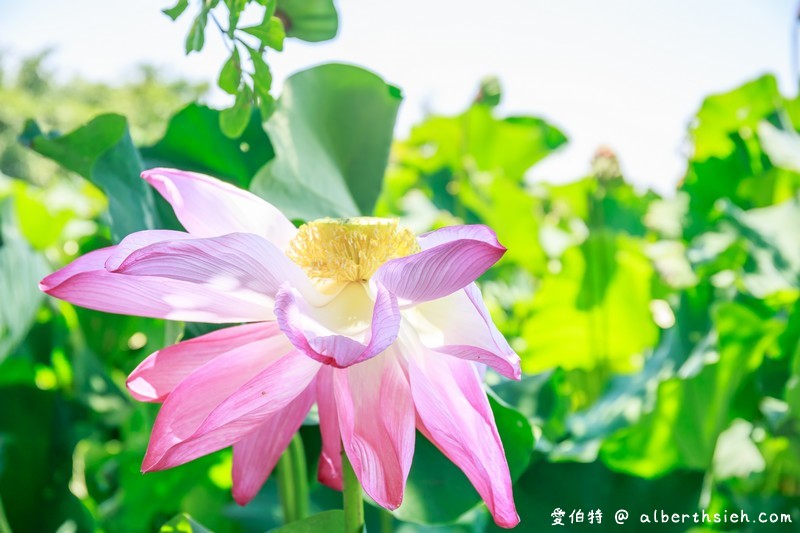 2018桃園觀音蓮花季一日遊（白沙岬燈塔/主展場賞蓮花/蓮荷園/大田蓮花農場/向陽農場/表演活動/交通資訊） @愛伯特