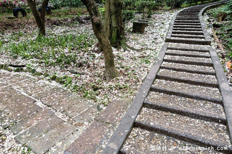 虎頭山公園．桃園親子景點（桃園的後花園運動健身賞桐花） @愛伯特