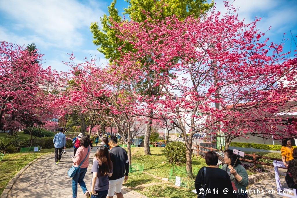 2021中壢莒光公園．桃園賞櫻景點（200多顆八重櫻櫻花盛開隨你拍，讓你不用爬高山到日本就可以散步賞櫻花） @愛伯特