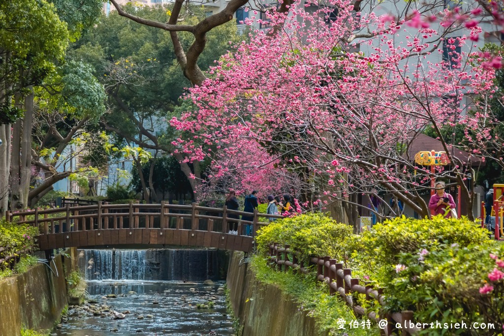 2021中壢莒光公園．桃園賞櫻景點（200多顆八重櫻櫻花盛開隨你拍，讓你不用爬高山到日本就可以散步賞櫻花） @愛伯特