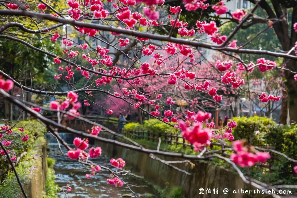 2021中壢莒光公園．桃園賞櫻景點（200多顆八重櫻櫻花盛開隨你拍，讓你不用爬高山到日本就可以散步賞櫻花） @愛伯特