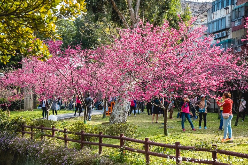 2021中壢莒光公園．桃園賞櫻景點（200多顆八重櫻櫻花盛開隨你拍，讓你不用爬高山到日本就可以散步賞櫻花） @愛伯特