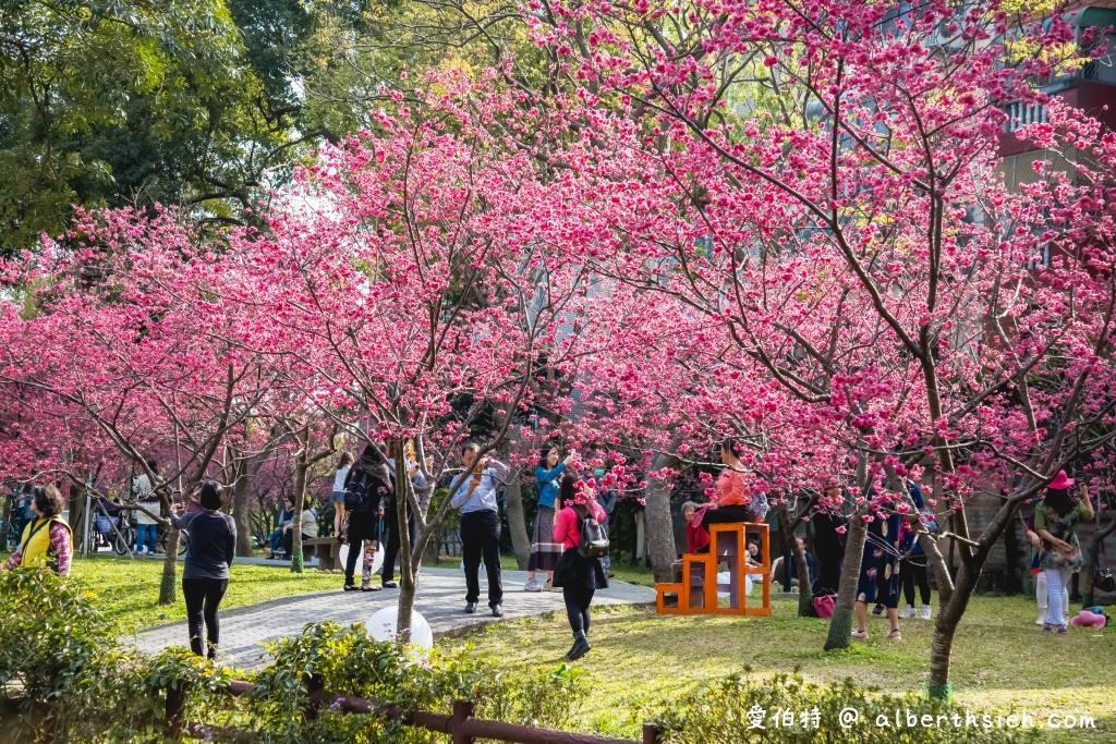 2021中壢莒光公園．桃園賞櫻景點（200多顆八重櫻櫻花盛開隨你拍，讓你不用爬高山到日本就可以散步賞櫻花） @愛伯特