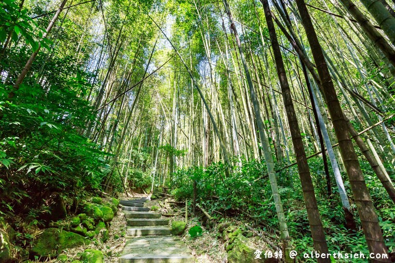 迷糊步道&#038;樂米吊橋．嘉義阿里山景點（竹林美景平緩好走好拍的親子步道） @愛伯特