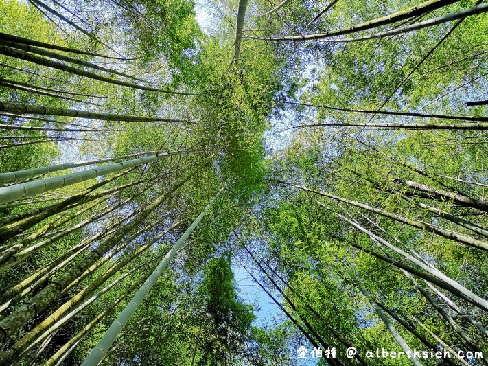 迷糊步道&#038;樂米吊橋．嘉義阿里山景點（竹林美景平緩好走好拍的親子步道） @愛伯特