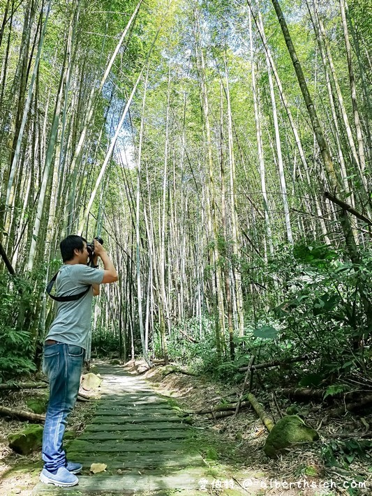 迷糊步道&#038;樂米吊橋．嘉義阿里山景點（竹林美景平緩好走好拍的親子步道） @愛伯特