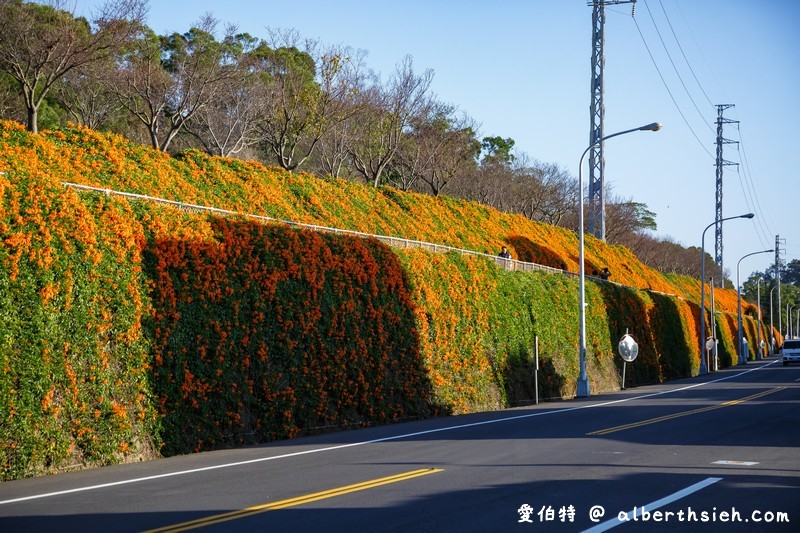 2024苗栗銅鑼炮仗花步道（銅鑼環保公園/櫻花隧道/季節限定雙層炮仗花海瀑布） @愛伯特