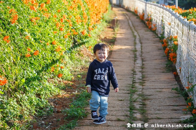 2024苗栗銅鑼炮仗花步道（銅鑼環保公園/櫻花隧道/季節限定雙層炮仗花海瀑布） @愛伯特