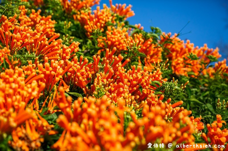 2024苗栗銅鑼炮仗花步道（銅鑼環保公園/櫻花隧道/季節限定雙層炮仗花海瀑布） @愛伯特