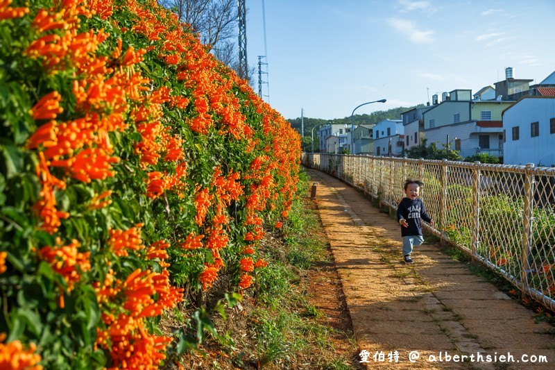 2024苗栗銅鑼炮仗花步道（銅鑼環保公園/櫻花隧道/季節限定雙層炮仗花海瀑布） @愛伯特