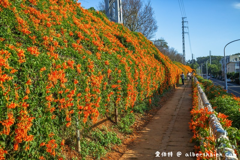 2024苗栗銅鑼炮仗花步道（銅鑼環保公園/櫻花隧道/季節限定雙層炮仗花海瀑布） @愛伯特