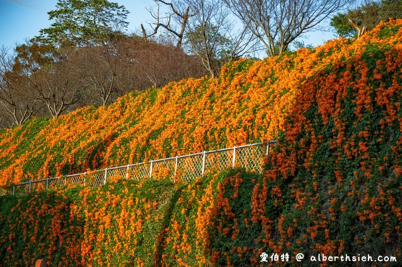 2024苗栗銅鑼炮仗花步道（銅鑼環保公園/櫻花隧道/季節限定雙層炮仗花海瀑布） @愛伯特