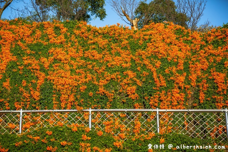 2024苗栗銅鑼炮仗花步道（銅鑼環保公園/櫻花隧道/季節限定雙層炮仗花海瀑布） @愛伯特