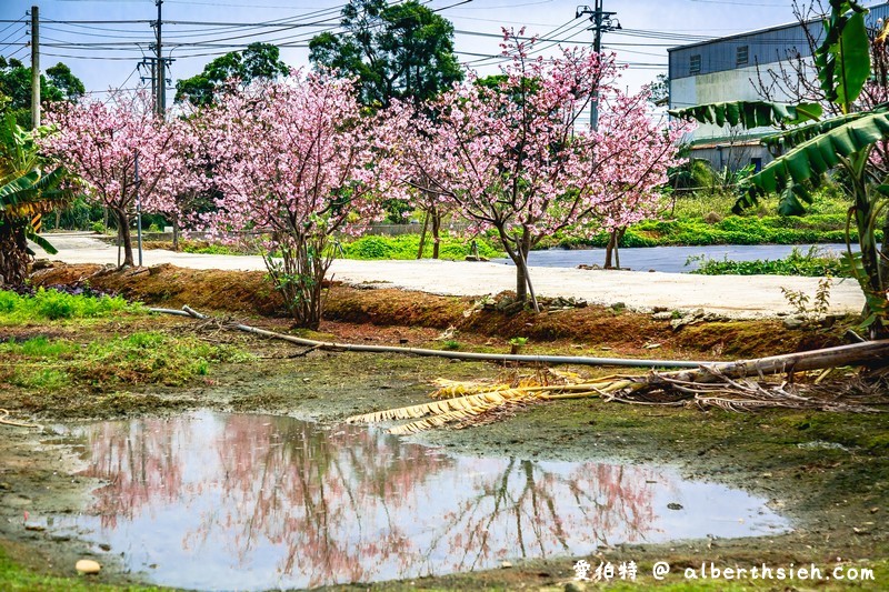 2024中壢聖德路櫻花巷秘境．桃園櫻花景點（意外發現的桃園隱藏版賞櫻秘境） @愛伯特