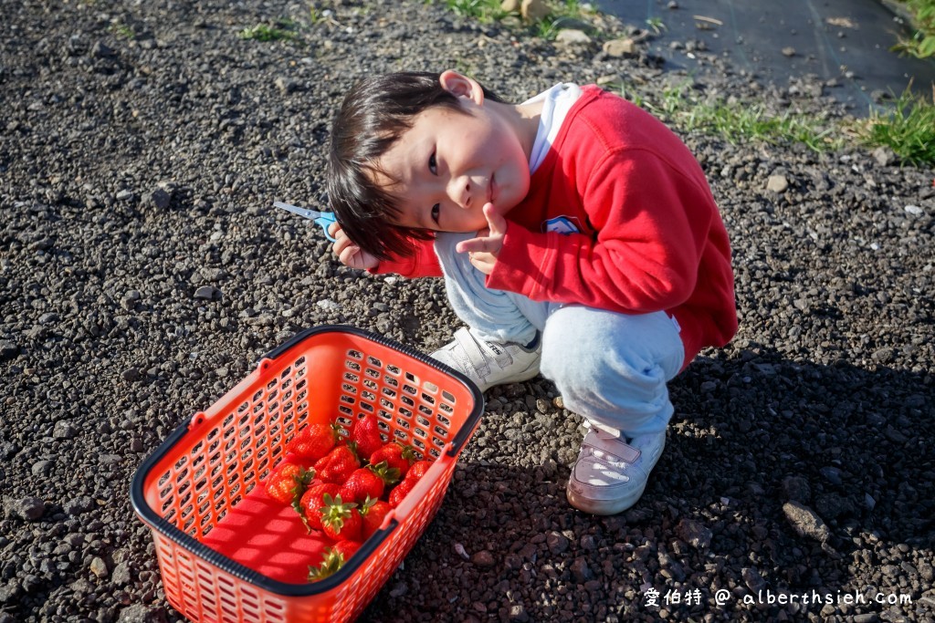 苗栗大湖採草莓．假期觀光草莓園（佔地一甲三地面/高架任你採，還有大型停車場） @愛伯特