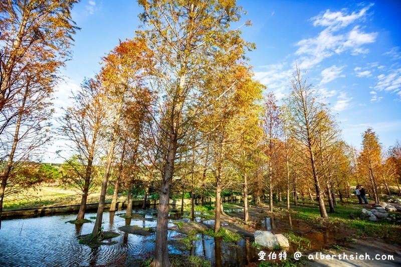 后里泰安落羽松（轉黃轉紅落羽松搭配水景超攝超美/如何前往/周邊景點） @愛伯特