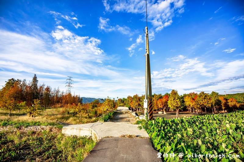 后里泰安落羽松（轉黃轉紅落羽松搭配水景超攝超美/如何前往/周邊景點） @愛伯特