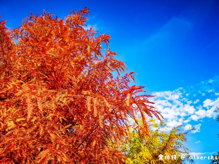 后里泰安落羽松（轉黃轉紅落羽松搭配水景超攝超美/如何前往/周邊景點） @愛伯特