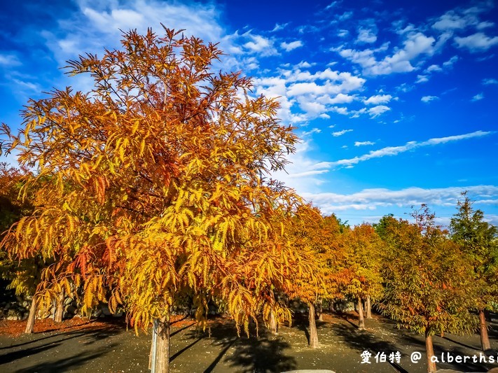 后里泰安落羽松（轉黃轉紅落羽松搭配水景超攝超美/如何前往/周邊景點） @愛伯特