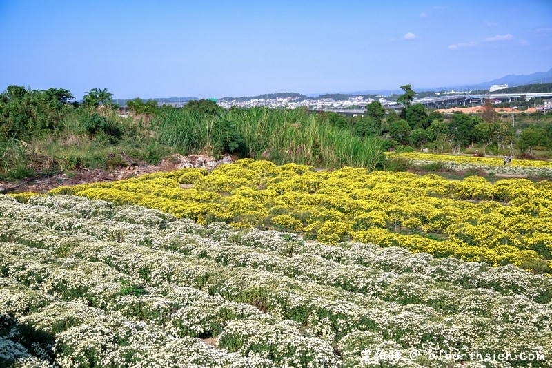 2020苗栗杭菊季（苗栗銅鑼杭菊芋頭節，11月雪杭菊花海，地點/時間/一日遊行程） @愛伯特