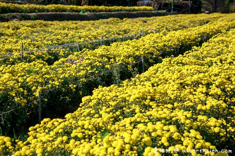 2020苗栗杭菊季（苗栗銅鑼杭菊芋頭節，11月雪杭菊花海，地點/時間/一日遊行程） @愛伯特