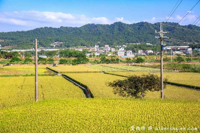 2020苗栗杭菊季（苗栗銅鑼杭菊芋頭節，11月雪杭菊花海，地點/時間/一日遊行程） @愛伯特