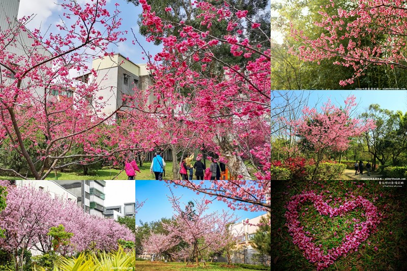 桃園櫻花景點．檜溪河濱公園（上百棵的粉紅富士櫻盛開美不勝收） @愛伯特