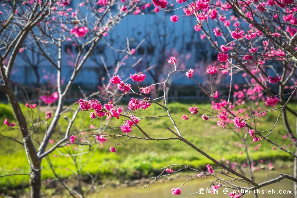 2021中科崴立櫻花公園．台中后里櫻花景點（千坪數百棵櫻花任你拍不用人擠人） @愛伯特