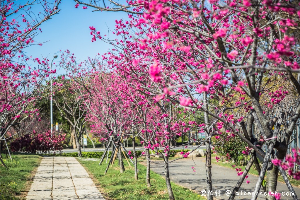 2021中科崴立櫻花公園．台中后里櫻花景點（千坪數百棵櫻花任你拍不用人擠人） @愛伯特