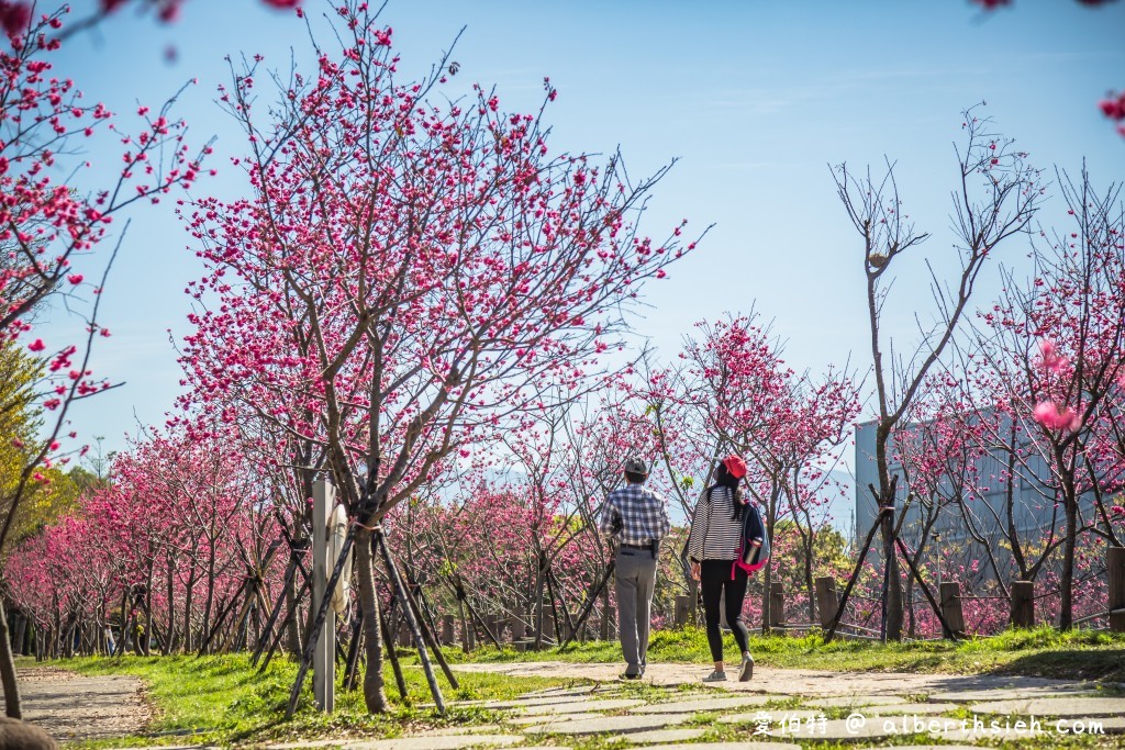 2021中科崴立櫻花公園．台中后里櫻花景點（千坪數百棵櫻花任你拍不用人擠人） @愛伯特