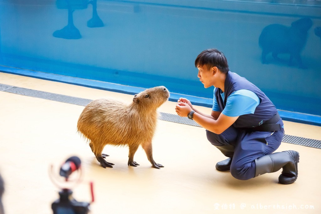 桃園XPARK水族館親子遊（飯店、親子公園、IKEA、新光影城、恐龍小七、高鐵探索館） @愛伯特