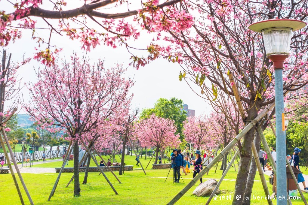 桃園櫻花景點．檜溪河濱公園（上百棵的粉紅富士櫻盛開美不勝收） @愛伯特