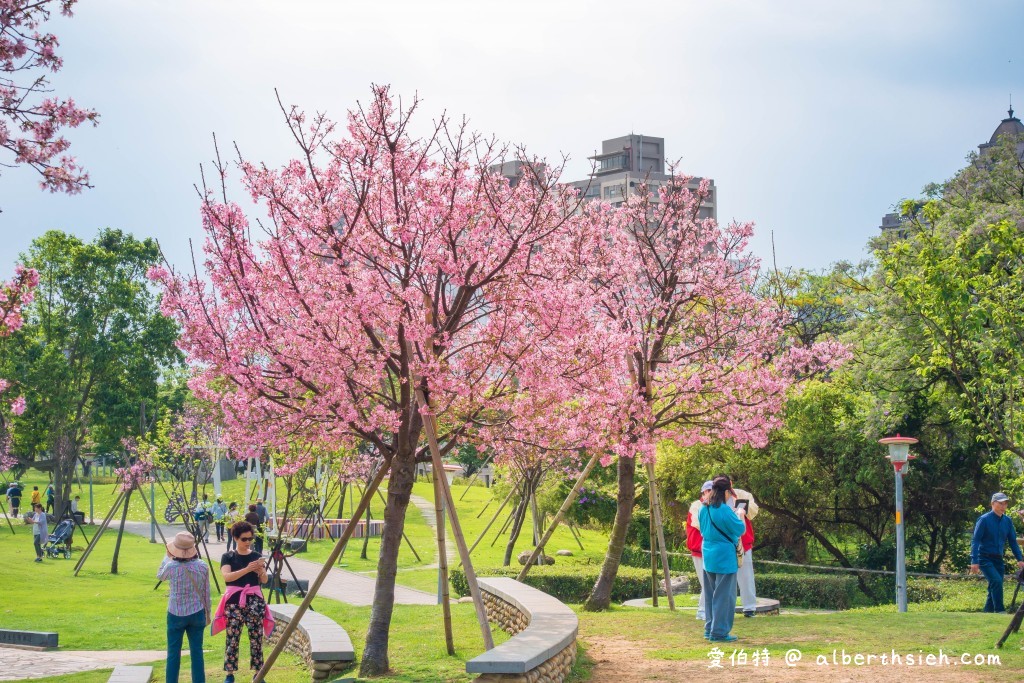 桃園櫻花景點．檜溪河濱公園（上百棵的粉紅富士櫻盛開美不勝收） @愛伯特