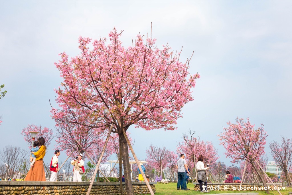 桃園櫻花景點．檜溪河濱公園（上百棵的粉紅富士櫻盛開美不勝收） @愛伯特