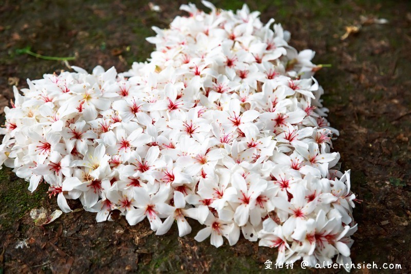 永豐六分桐花步道．台中外埔景點（桐花祕境還可以近距離欣賞高鐵呼嘯而過） @愛伯特