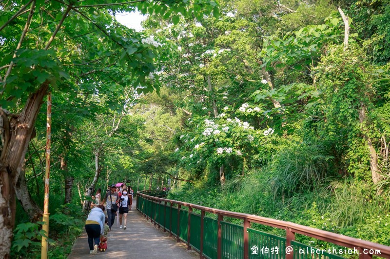 永豐六分桐花步道．台中外埔景點（桐花祕境還可以近距離欣賞高鐵呼嘯而過） @愛伯特